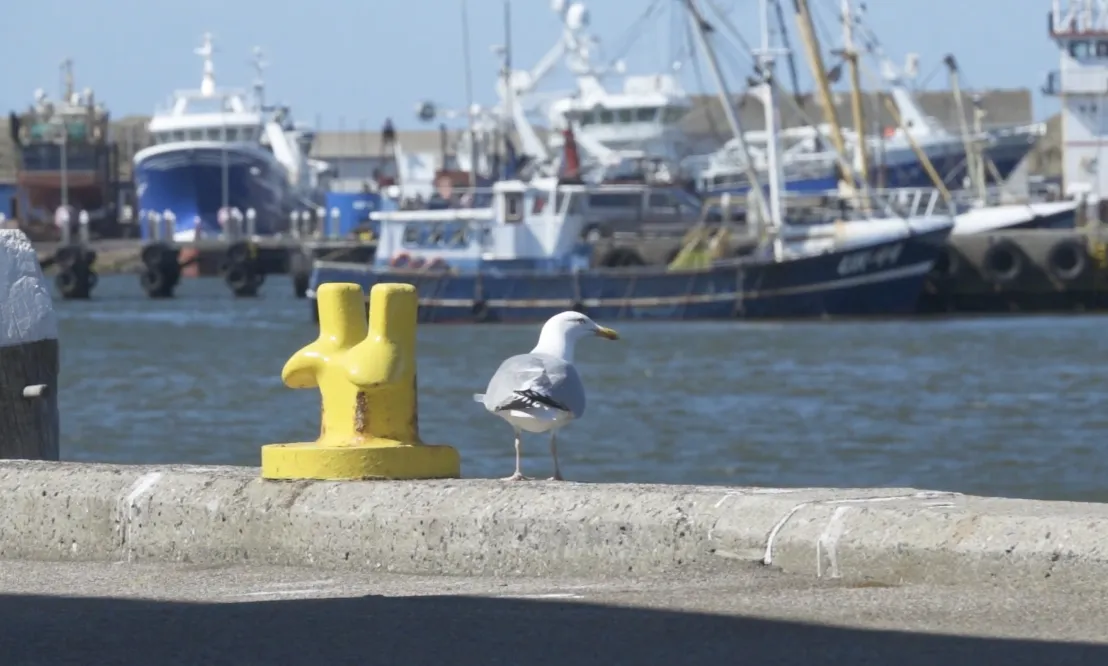 港のコンクリートの縁にある黄色い車止めと並んで佇む白いカモメの背後で複数の漁船が青い海に停泊している穏やかな情景